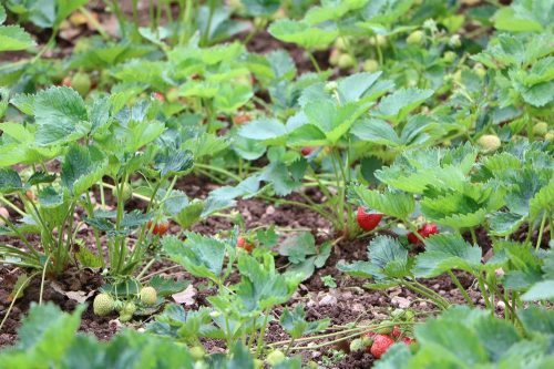 Erdbeer-Pflanzen im Gartenbeet