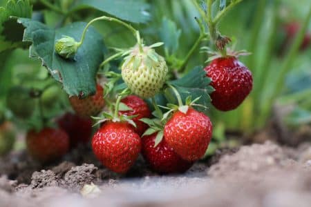 Erdbeerpflanzen schneiden wie sie Erdbeeren vermehren und verjüngen
