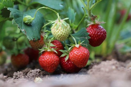 Erdbeeren sind sie Obst, Frucht oder Gemüse? Die Antwort lautet