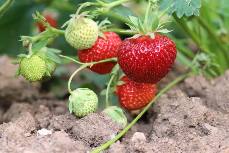 Erdbeeren sind sie Obst, Frucht oder Gemüse