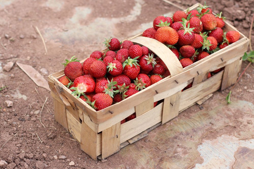 gepflückte Erdbeeren im Körbchen