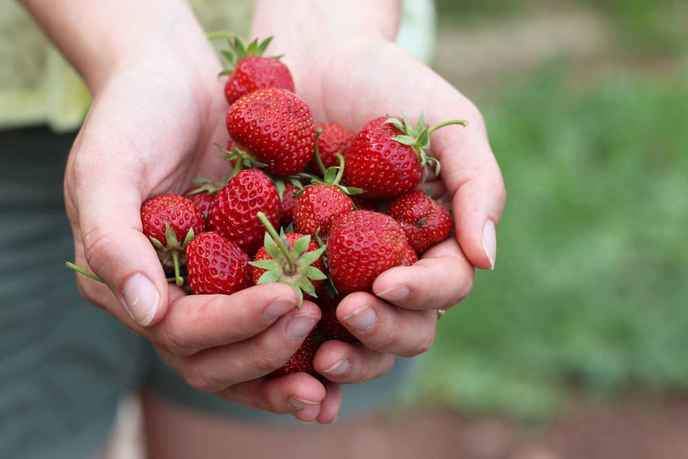 Erdbeeren sind sehr schmackhafte Beerenfrüchte