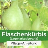 Flaschenkürbis (Lagenaria siceraria)