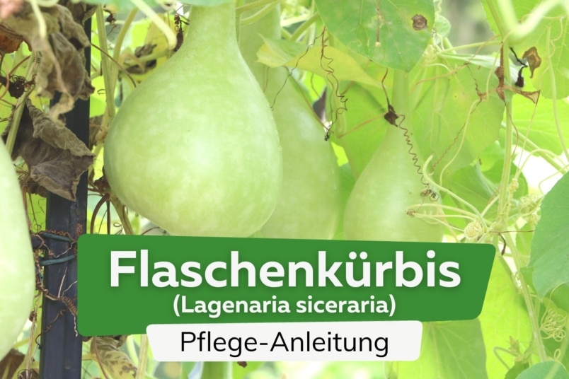 Flaschenkürbis (Lagenaria siceraria)