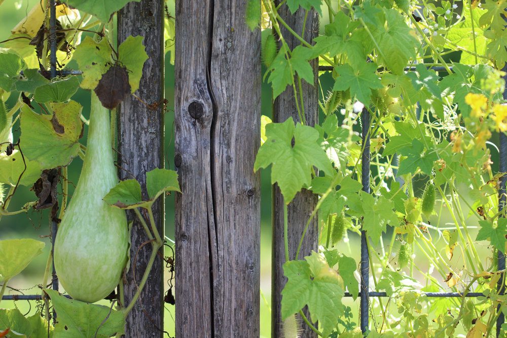 Flaschenkürbis braucht einen sonnigen Standort