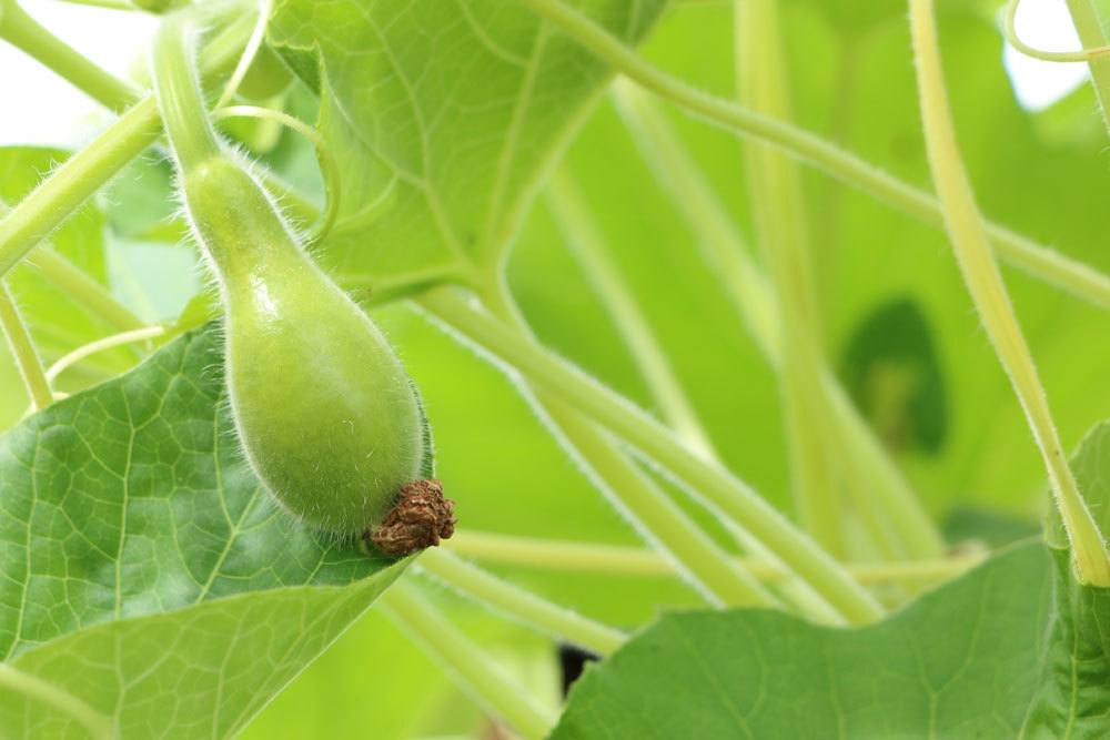 Flaschenkürbis selber im Garten anbauen