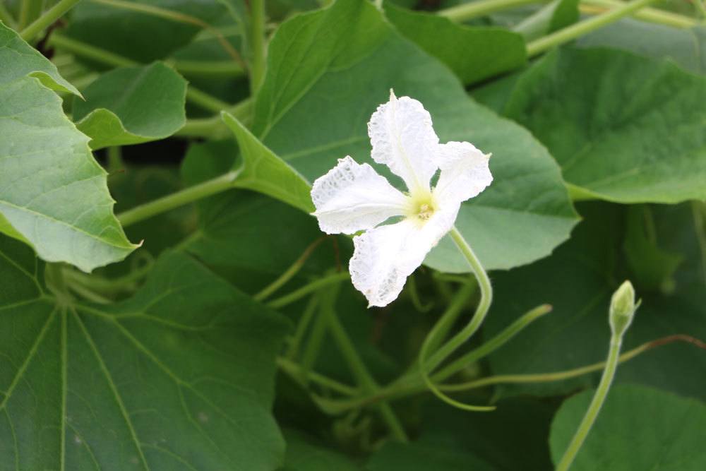 Flaschenkürbis mit weißer Blüte