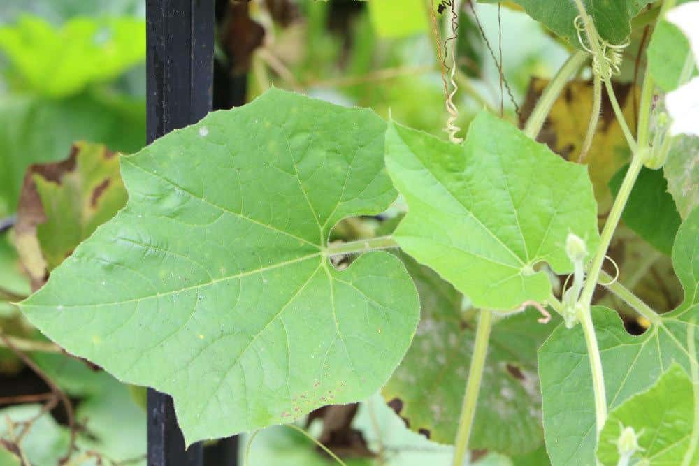 Lagenaria siceraria mit seinen saftig grünen Blättern