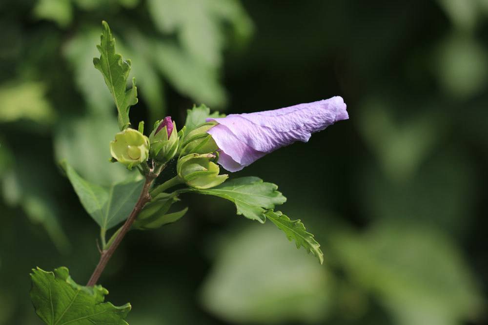 Hibiskus blüht durch Pflegefehler oft nicht