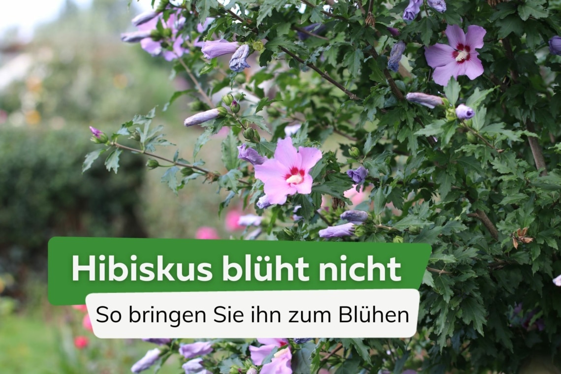 Hibiskus blüht nicht - so bringen Sie ihn zum Blühen