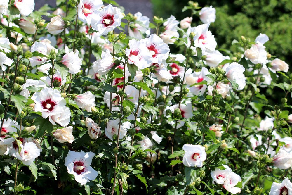 trockene Zweige am Gartenhibiskus sollten abgeschnitten werden