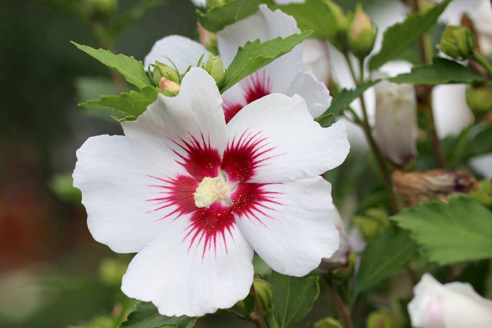 Hibiskus wirft seine Blätter ab