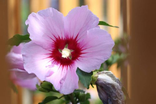 Hibiskus im Garten