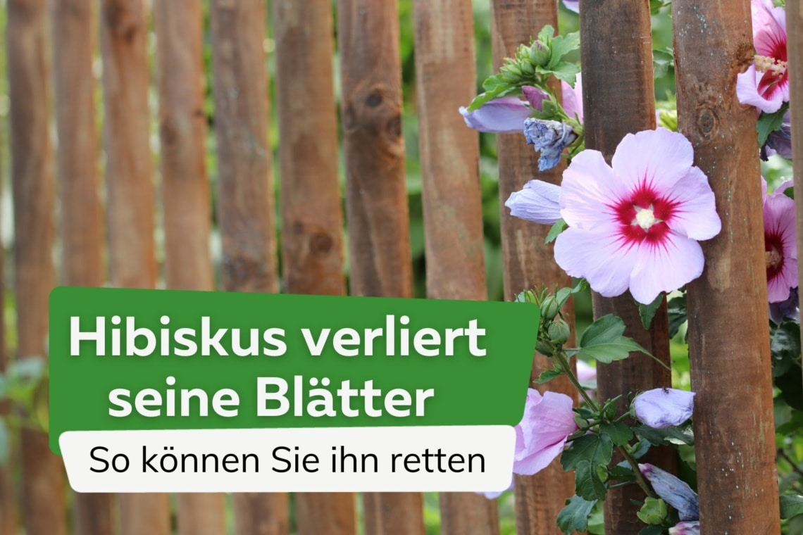 Hibiskus verliert Blätter/wirft alle Blätter ab: so können Sie ihn retten