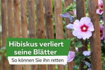 Hibiskus verliert Blätter/wirft alle Blätter ab: so können Sie ihn retten