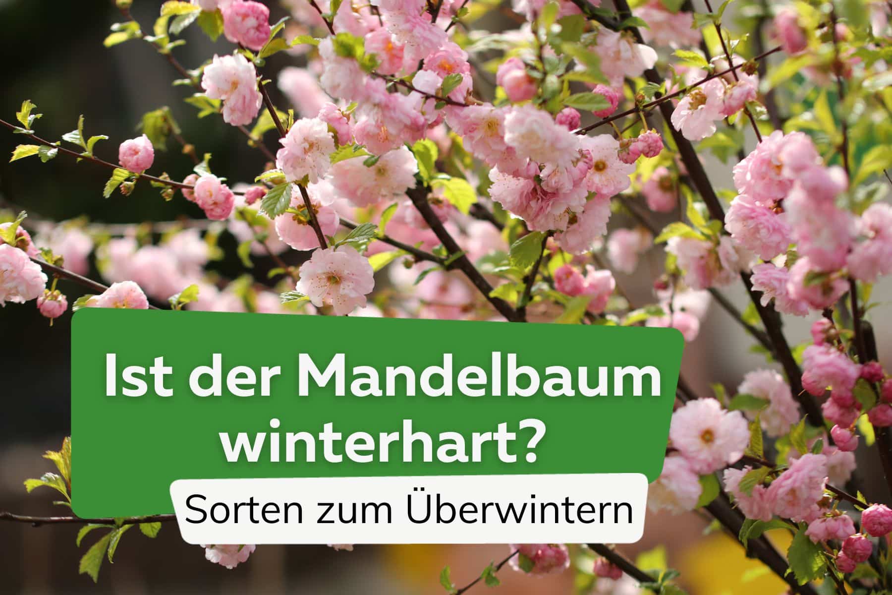 Ist der Mandelbaum winterhart? Diese Sorten lassen sich überwintern