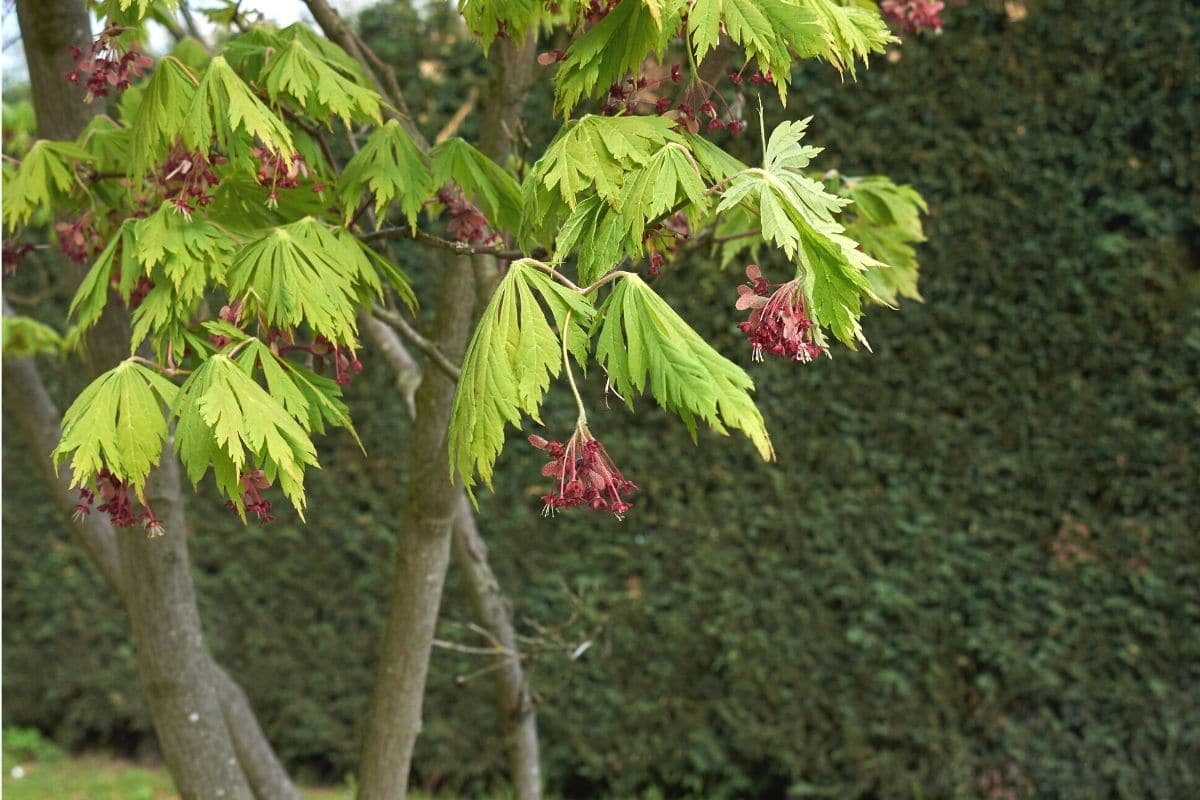 Japanischer Ahorn