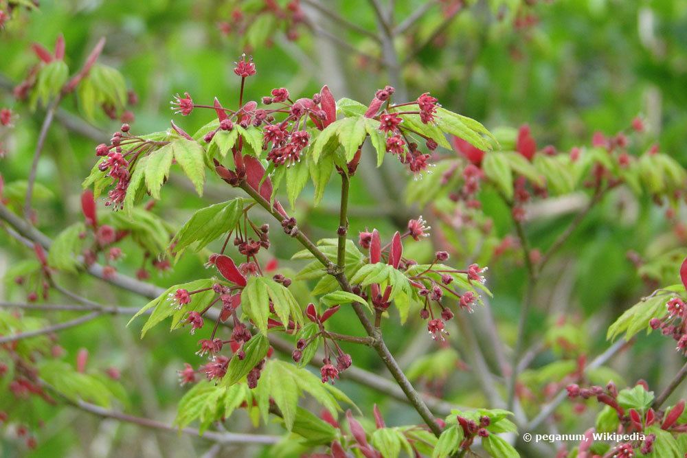 Acer japonicum Vitifolium mit großen, fächerförmigen Blättern