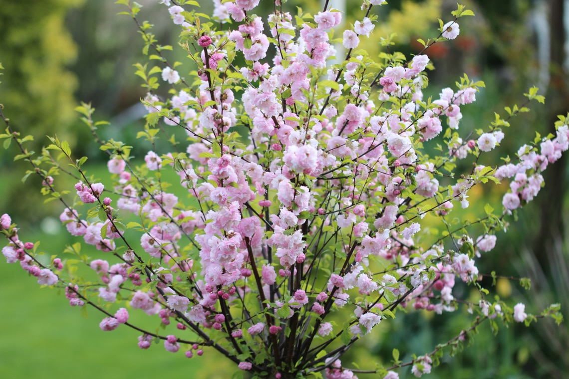 Junger Mandelbaum im Garten