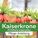 Kaiserkrone (Fritillaria imperialis)