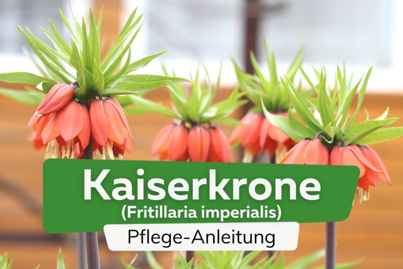 Kaiserkrone (Fritillaria imperialis)