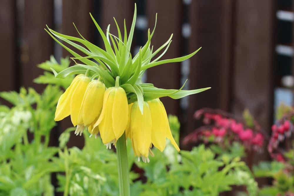 Kaiserkrone mit gelber Blütenfarbe