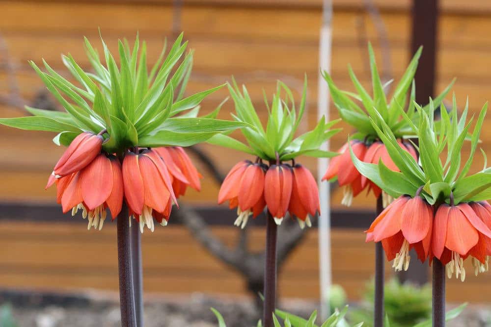 Fritillaria imperialis mit ziegelroter Blütenfarbe