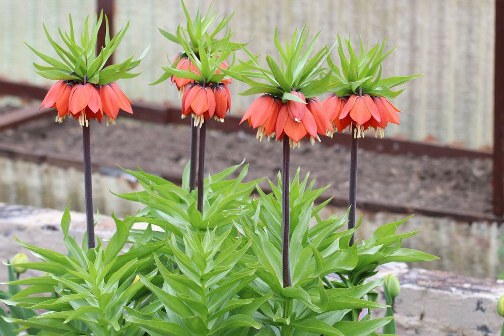 Kaiserkrone, Fritillaria imperialis