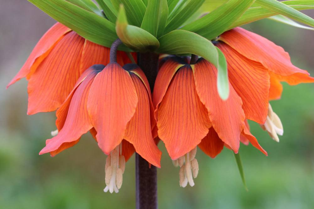 Kaiserkrone mit ihren imposanten Blüten