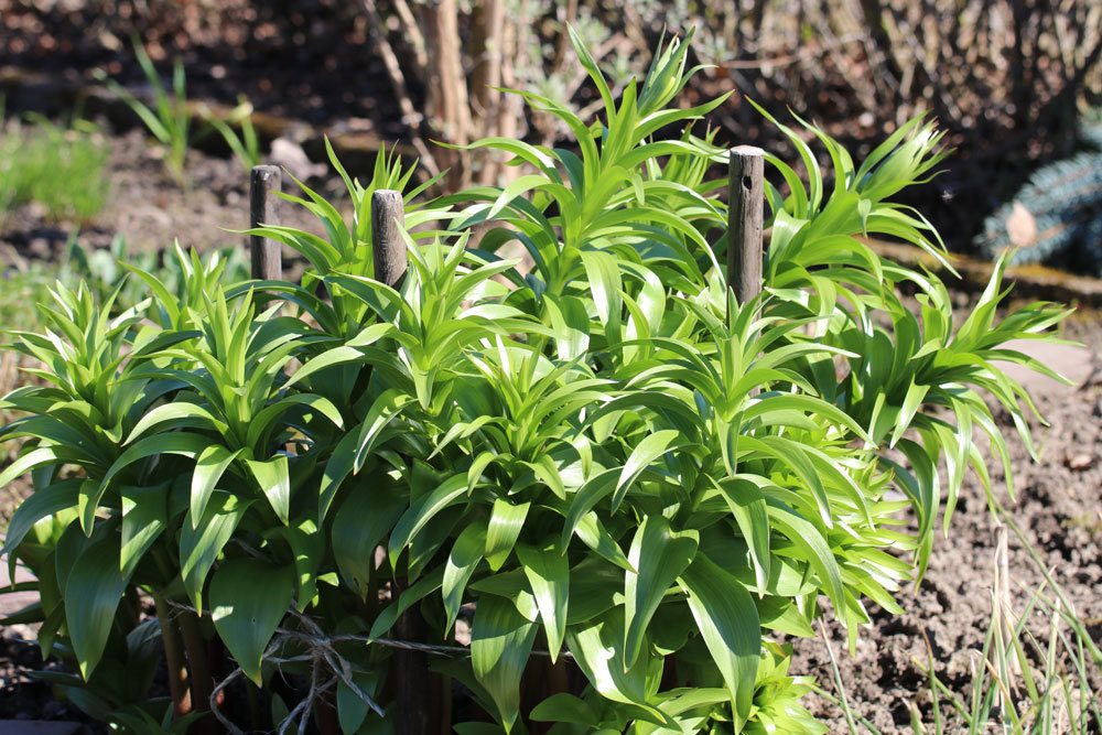 Fritillaria imperialis bevorzugt einen sonnigen Standort