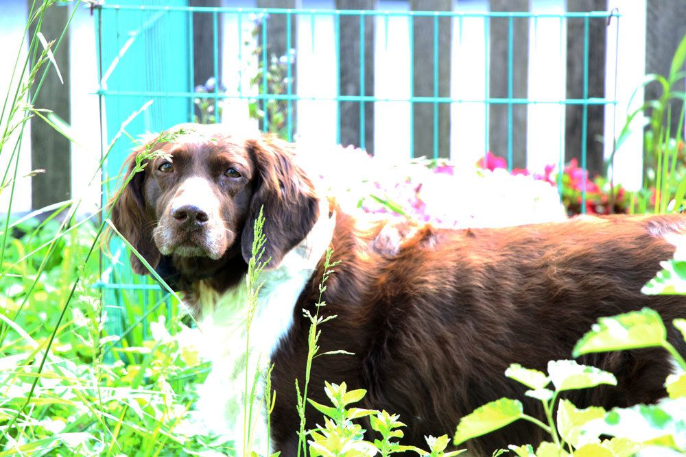 Katzen durch einen Hund aus dem Garten jagen