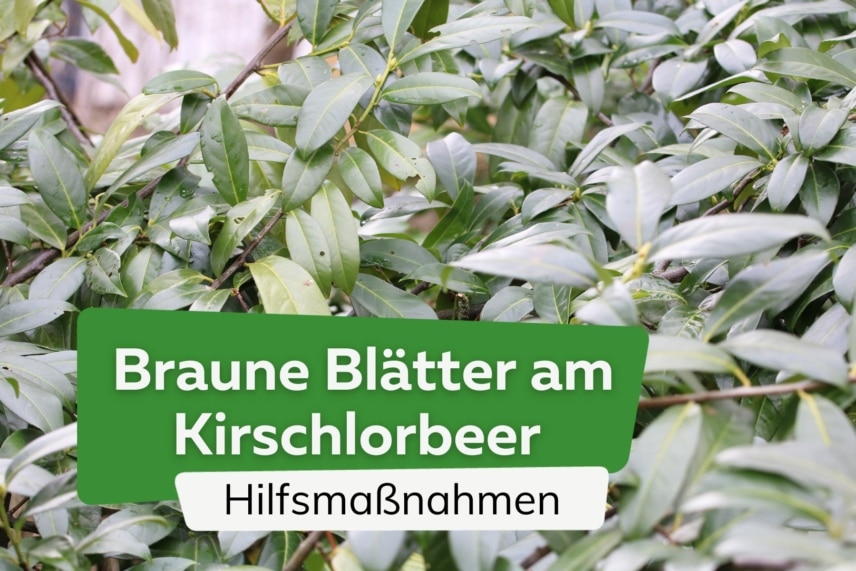 Kirschlorbeer bekommt braune Blätter diese Schritte helfen