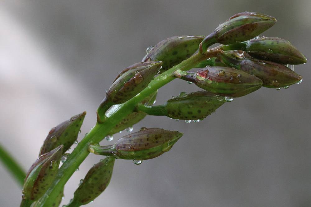 Blütenrispe an einer Orchidee