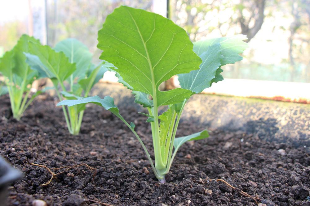 Kohlrabi durch selbst gewonnene Samen vermehren