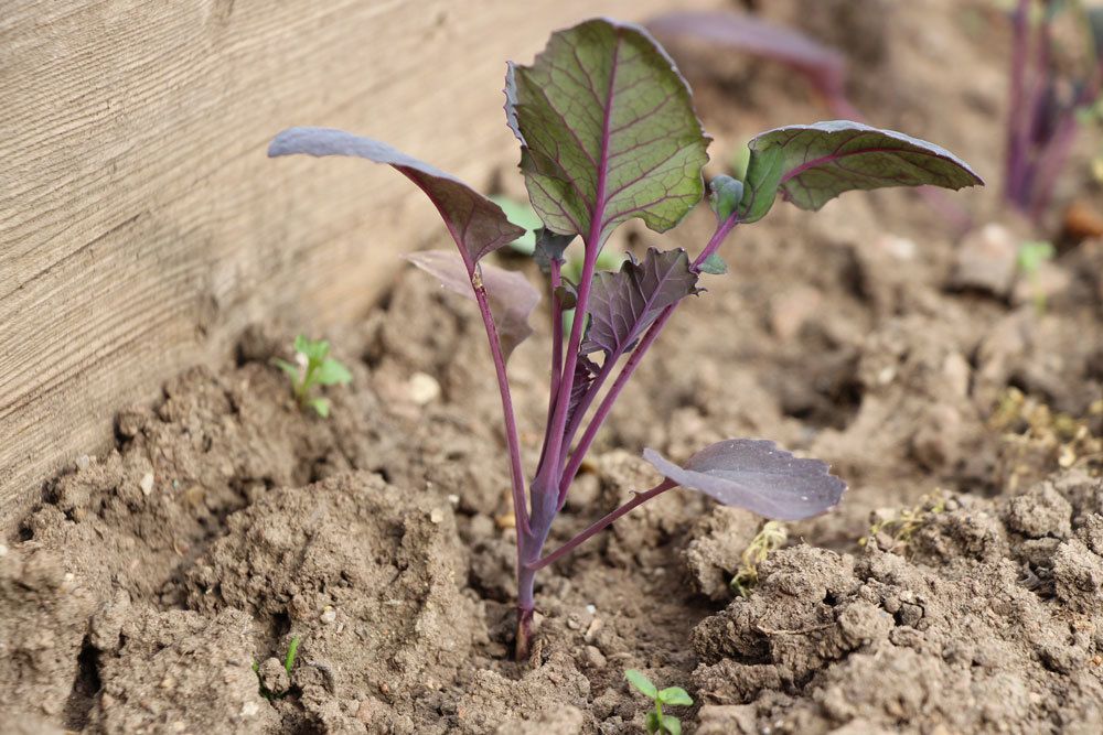 Kohlrabi braucht einen sonnigen Standort