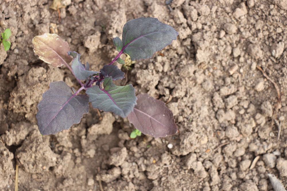 Kohlrabi Setzlinge in die Erde setzen