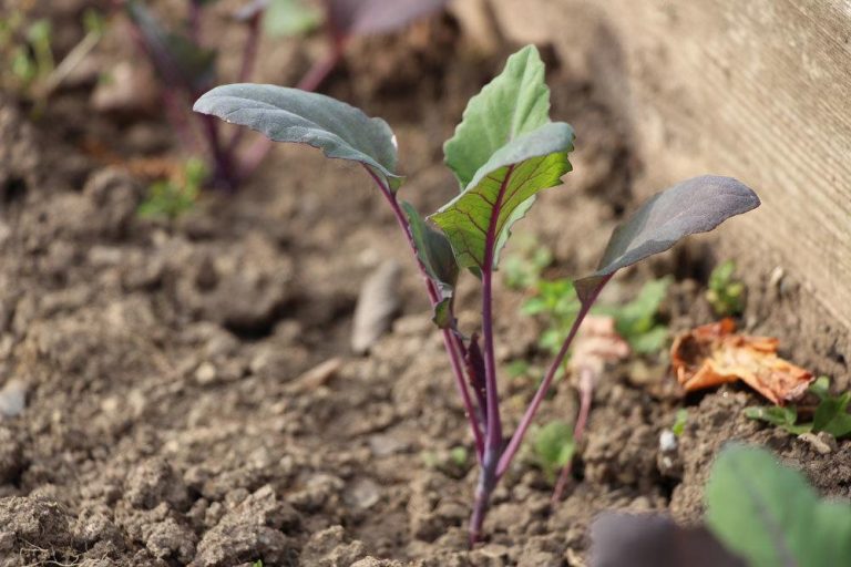 Kohlrabi anbauen und ernten