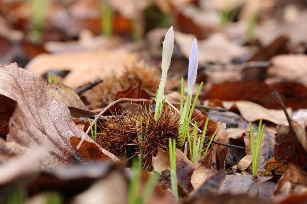 Krokus braucht einen steinig oder sandigen Boden