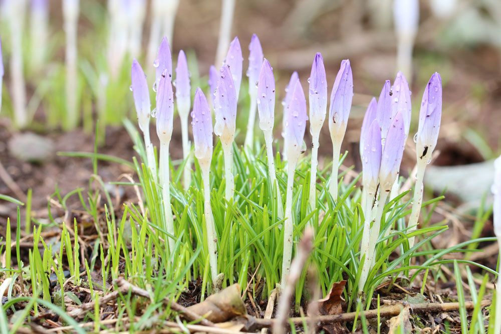 Crocus ist in seinen Pflanzenteilen giftig