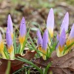 Krokus, Crocus richtig pflanzen und pflegen