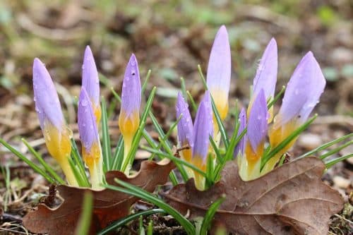 Krokus, Crocus richtig pflanzen und pflegen