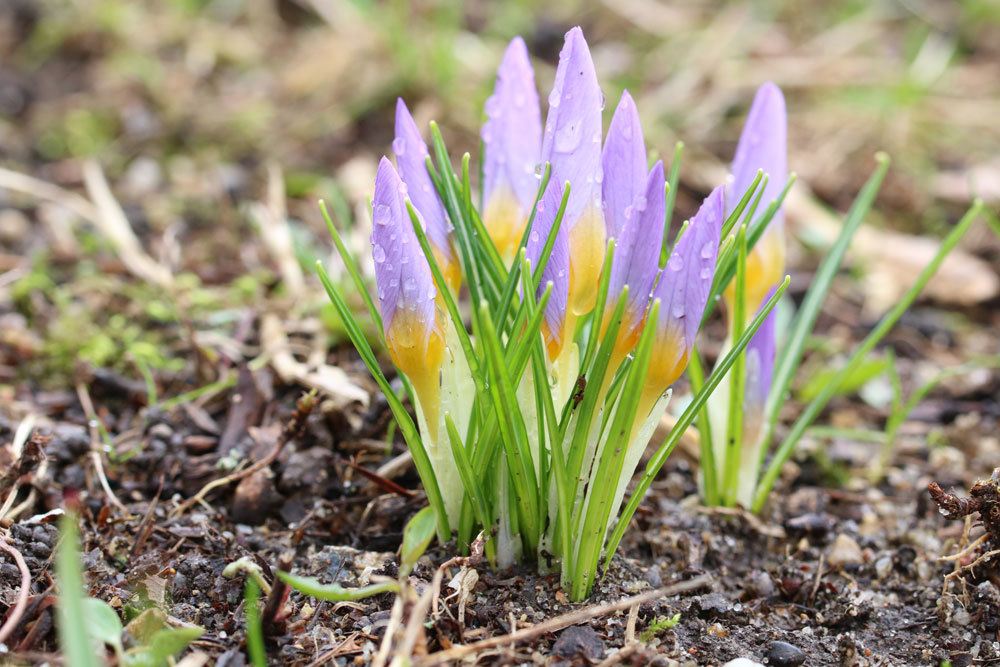 Krokus ein zarter Frühlingsbote