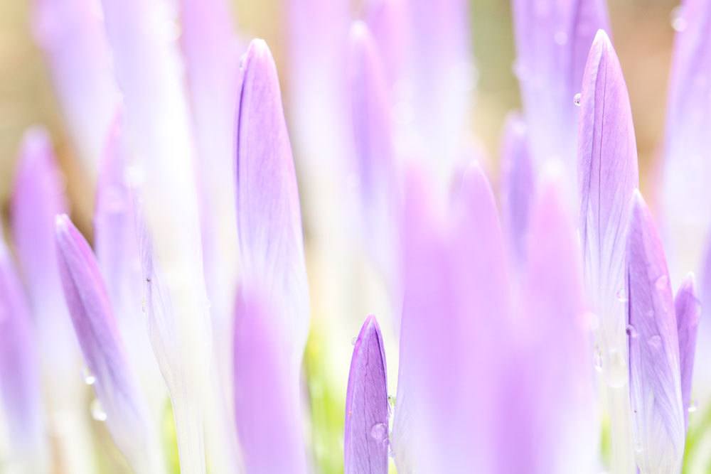 Crocus wird durch Tochterzwiebeln vermehrt