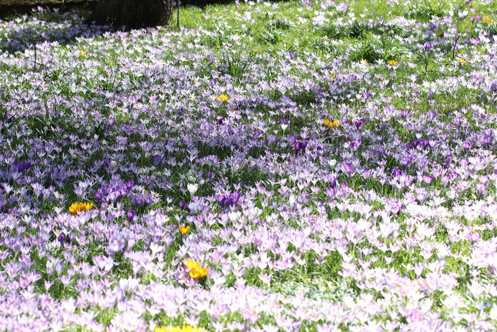 Krokus braucht einen sonnigen Standort