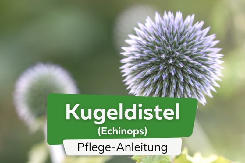 Kugeldistel (Echinops)