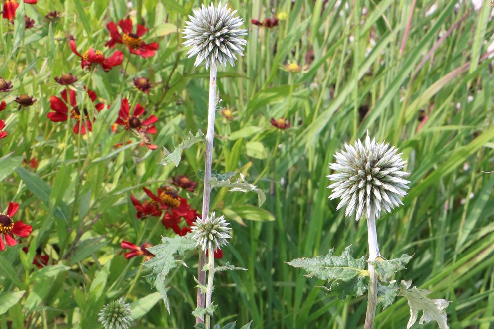 Echinops stammt aus Afrika und Eurasien