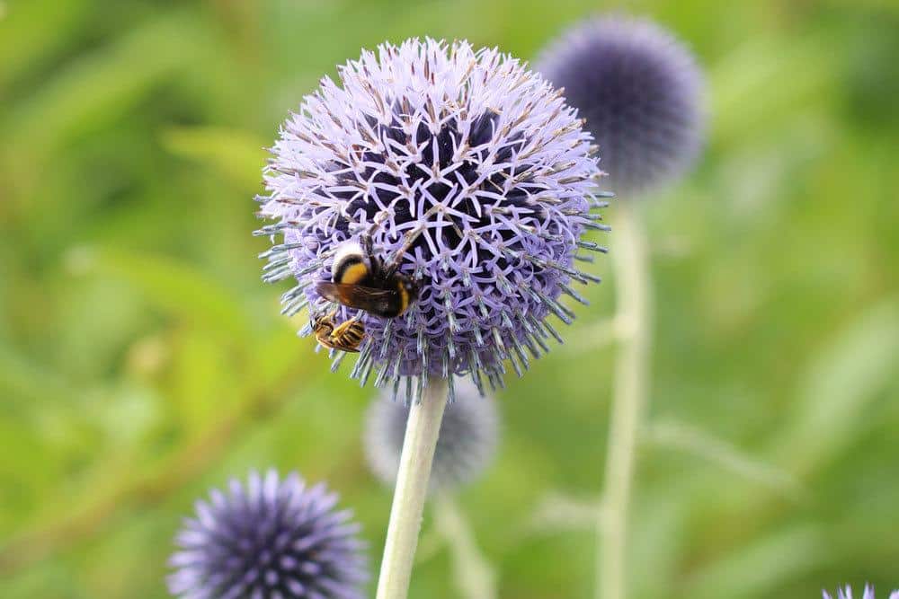 Kugeldistel lockt Bienen und Schmetterlinge an