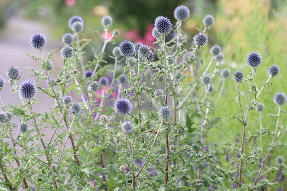 Kugeldistel im Gartenbeet