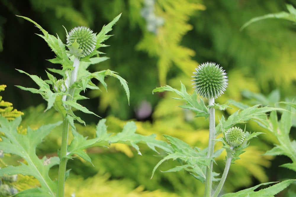 Kugeldistel ist eine ungiftige Pflanze