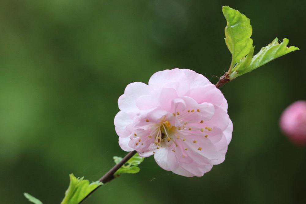 Blüte des Mandelbäumchens